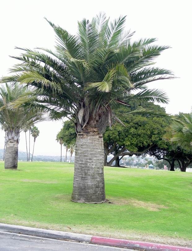 Cocotier du Chili — Jubaea Chilensis