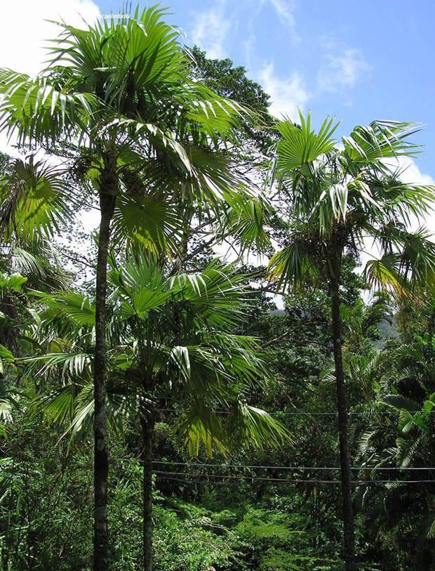 Latanier Balai — Cocothrinax Barbadensis