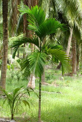Palmier à Betel — Areca Catechu