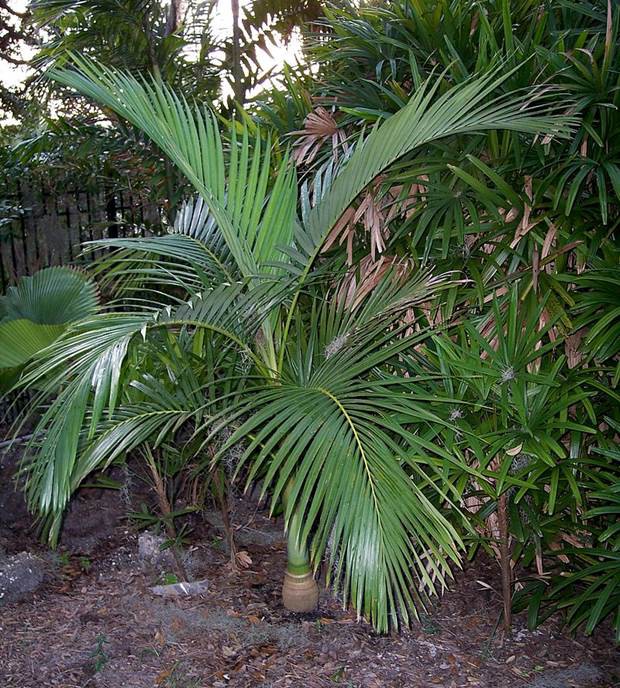 Palmier Alexandre — Archontophoenix Alexandrae