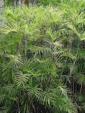 Palmier Bambou — Chamaedorea Seifrizii