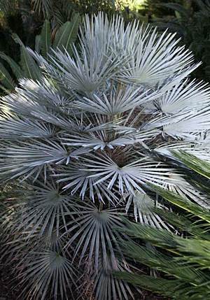 Palmier Bleu de Mediterranée — Chamaerops humilis (cerifera)
