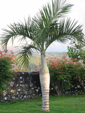 Palmier Bouteille — Hyophorbe Verschaffeltii