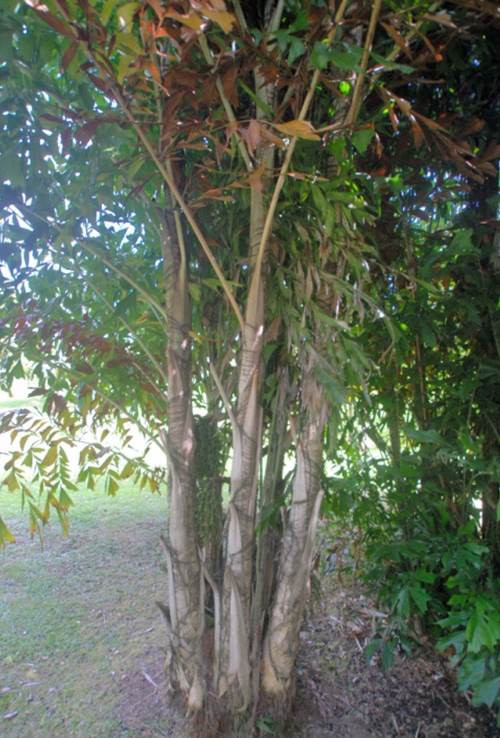 Palmier Celeri Multipliant — Caryota Mitis