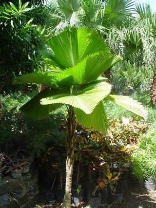 Palmier Cuillere — Licuala Grandis