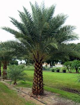 Palmier Dattier — Phoenix Dactylafera