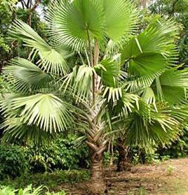 Palmier de Bismarck Vert — Bismarckia nobilis (Mayotte)