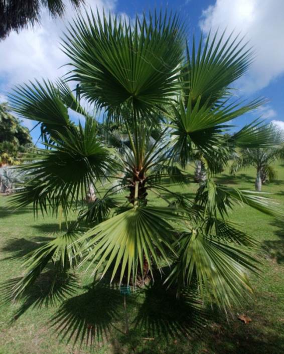 Palmier de Californie — Washingtonia Filifera
