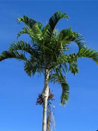 Palmier de Carpentarie — Carpentaria Acuminata