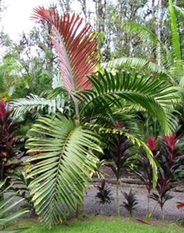 Palmier de Chambeyron — Chambeyronia Macrocarpa