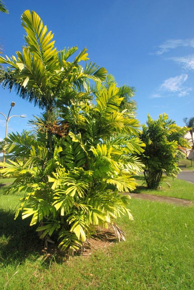Palmier de Mac Arthur — Ptychosperma Macarthurii