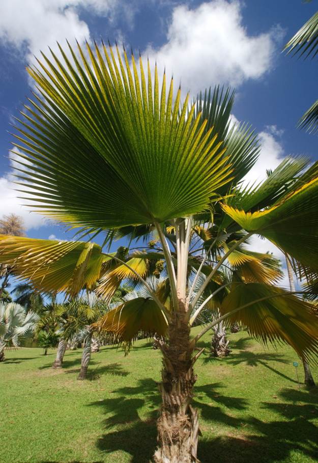 Palmier Eventail — Pritchardia Pacifica