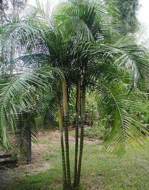 Palmier Ivovowo — Dypsis Lanceolata (Multipliant)