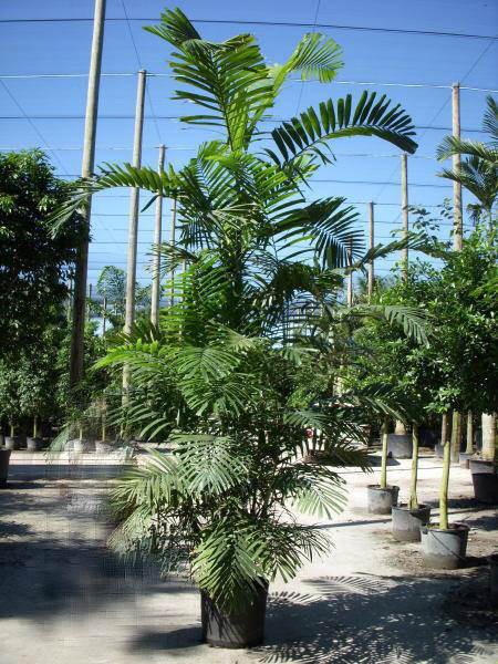 Palmier Microcarpum — Ptychosperma microcarpum