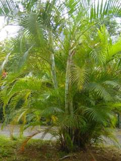 Palmier Multipliant — Dypsis Lutescens
