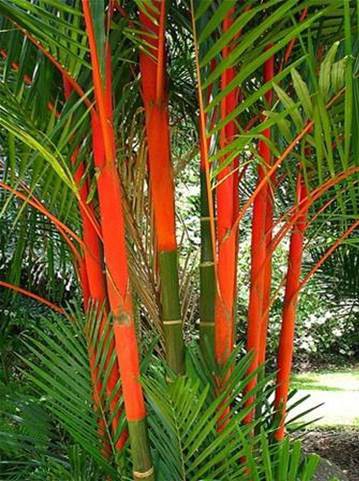 Palmier Multipliant Rouge — Cyrtostachys Renda