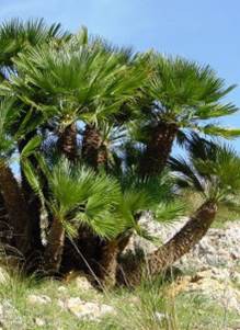 Palmier Nain de Mediterranée — Chamaerops humilis (Vert)