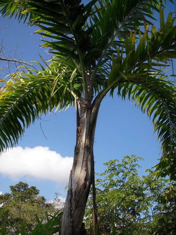 Palmier Pêche — Bactris gasipaes