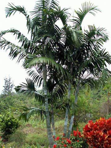 Palmier Pemba — Dypsis Pembana (Multipliant)
