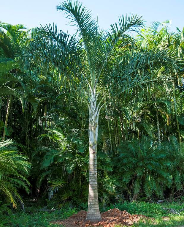 Palmier Plume — Dypsis Madascarensis