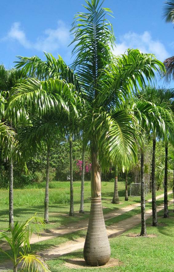 Palmier Royal des antilles — Roystonea oleracea