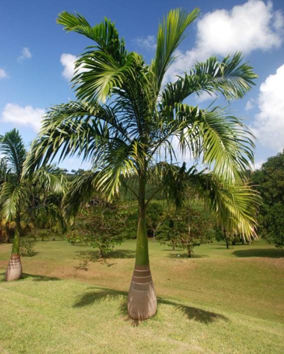 Palmier Royal de Cuba — Roystonea Regia