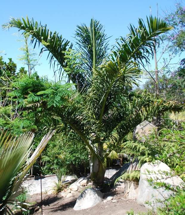 Palmier Stumpy — Dypsis Prestoniana