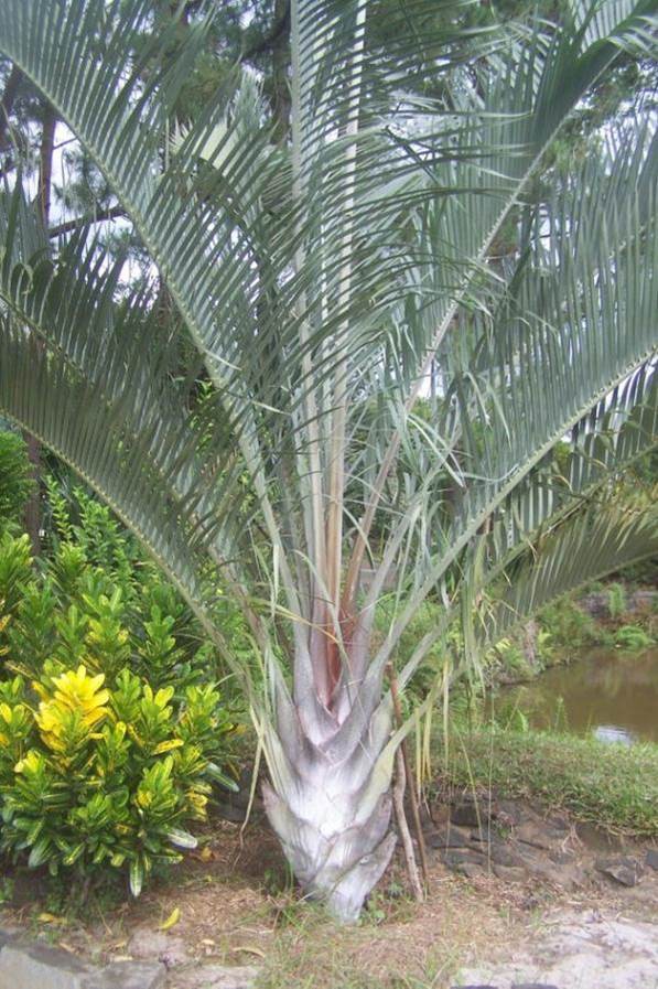 Palmier Triangle — Dypsis Decaryi