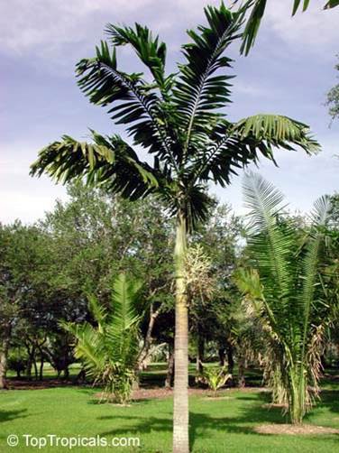 Palmier Veitchia — Veitchia Winin