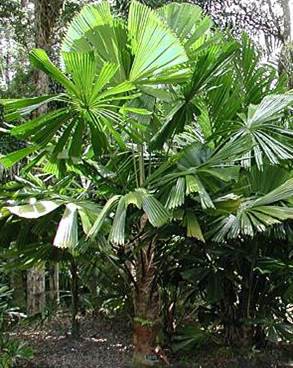 Palmier Ventilateur D'Australie — Licuala Ramsayi