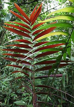 Palmier Welfia Regia — Welfia regia