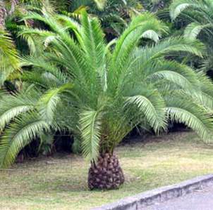 Phoenix des Canaries — Phoenix Canariensis