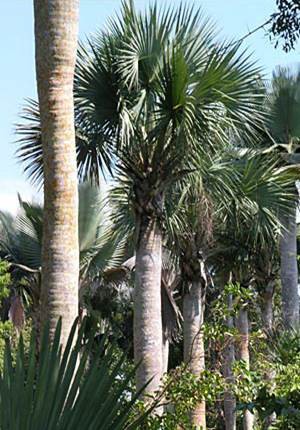 Sabal Maritima — Sabal Maritima